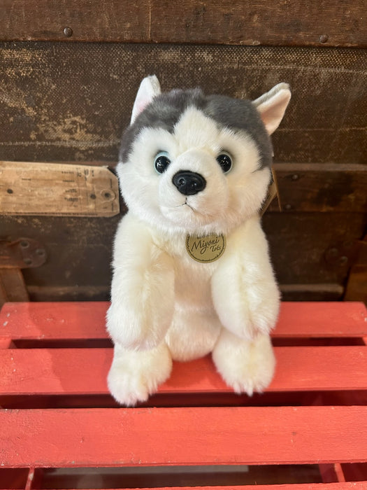 Siberian Husky Puppy