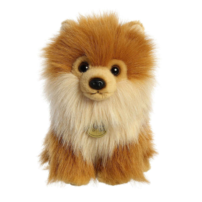 Pomeranian pup